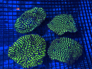 wholesale_coral - saltwater_fish saltwater_coral - rare corals - coralsdepot - Corals_Depot - live_corals - eye - catching - coral quality_marine_fish - quality - marine discoun