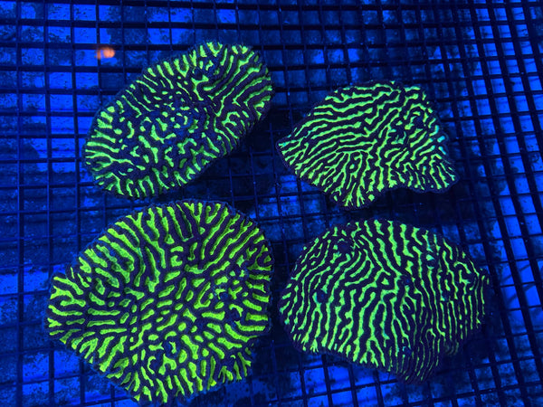 wholesale_coral - saltwater_fish saltwater_coral - rare corals - coralsdepot - Corals_Depot - live_corals - eye - catching - coral quality_marine_fish - quality - marine discoun