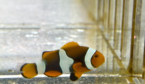 wholesale_coral - saltwater_fish saltwater_coral - rare corals - coralsdepot - Corals_Depot - live_corals - eye - catching - coral quality_marine_fish - quality - marine discoun