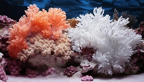 Colorful coral on a dark background