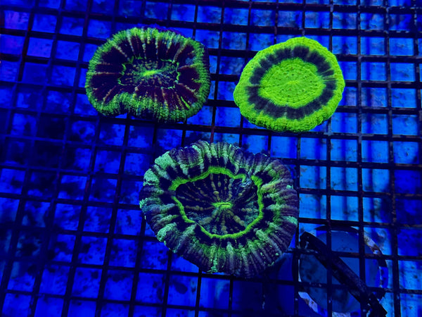 wholesale_coral - saltwater_fish saltwater_coral - rare corals - coralsdepot - Corals_Depot - live_corals - eye - catching - coral quality_marine_fish - quality - marine discoun