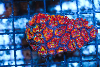 wholesale_coral - saltwater_fish saltwater_coral - rare corals - coralsdepot - Corals_Depot - live_corals - eye - catching - coral quality_marine_fish - quality - marine discoun