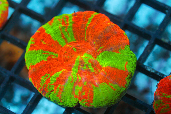 wholesale_coral - saltwater_fish saltwater_coral - rare corals - coralsdepot - Corals_Depot - live_corals - eye - catching - coral quality_marine_fish - quality - marine discoun