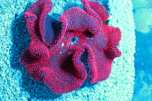 wholesale_coral - saltwater_fish saltwater_coral - rare corals - coralsdepot - Corals_Depot - live_corals - eye - catching - coral quality_marine_fish - quality - marine discoun