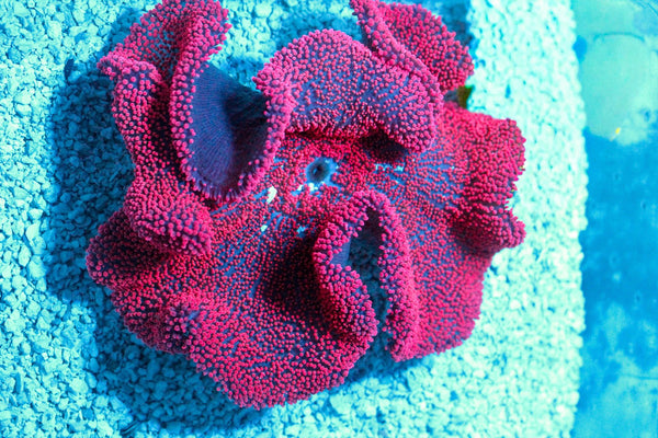 wholesale_coral - saltwater_fish saltwater_coral - rare corals - coralsdepot - Corals_Depot - live_corals - eye - catching - coral quality_marine_fish - quality - marine discoun