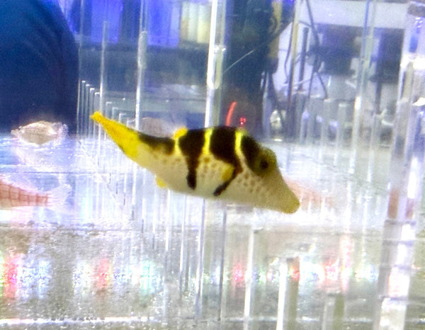 wholesale_coral - saltwater_fish saltwater_coral - rare corals - coralsdepot - Corals_Depot - live_corals - eye - catching - coral quality_marine_fish - quality - marine discoun