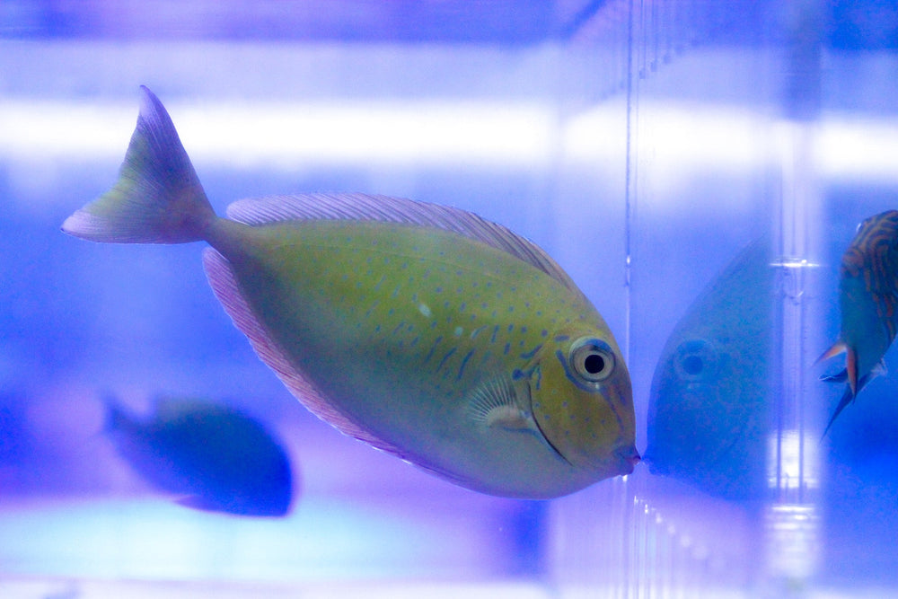 wholesale_coral - saltwater_fish saltwater_coral - rare corals - coralsdepot - Corals_Depot - live_corals - eye - catching - coral quality_marine_fish - quality - marine discoun