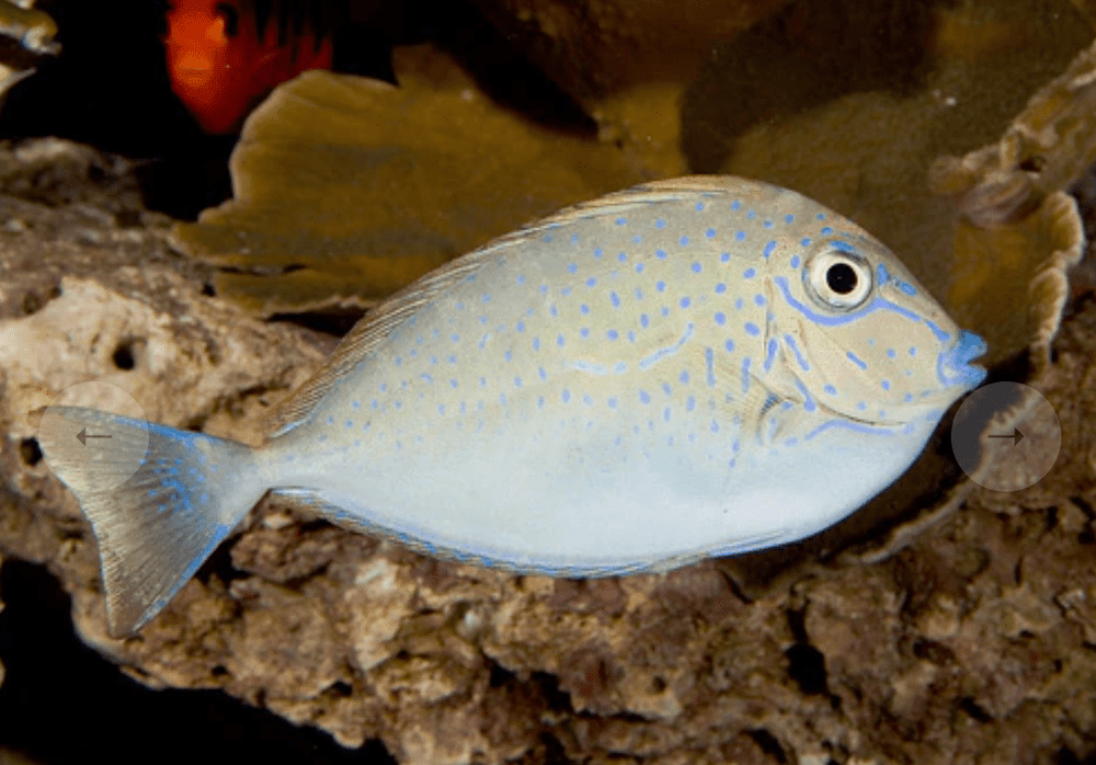 wholesale_coral - saltwater_fish saltwater_coral - rare corals - coralsdepot - Corals_Depot - live_corals - eye - catching - coral quality_marine_fish - quality - marine discoun