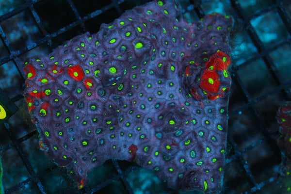 wholesale_coral - saltwater_fish saltwater_coral - rare corals - coralsdepot - Corals_Depot - live_corals - eye - catching - coral quality_marine_fish - quality - marine discoun