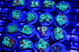 wholesale_coral - saltwater_fish saltwater_coral - rare corals - coralsdepot - Corals_Depot - live_corals - eye - catching - coral quality_marine_fish - quality - marine discoun