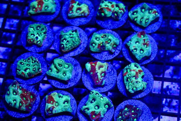 wholesale_coral - saltwater_fish saltwater_coral - rare corals - coralsdepot - Corals_Depot - live_corals - eye - catching - coral quality_marine_fish - quality - marine discoun