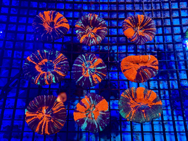 Scolymia Coral growth and spreading