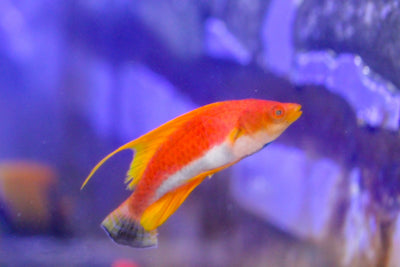 wholesale_coral - saltwater_fish saltwater_coral - rare corals - coralsdepot - Corals_Depot - live_corals - eye - catching - coral quality_marine_fish - quality - marine discoun