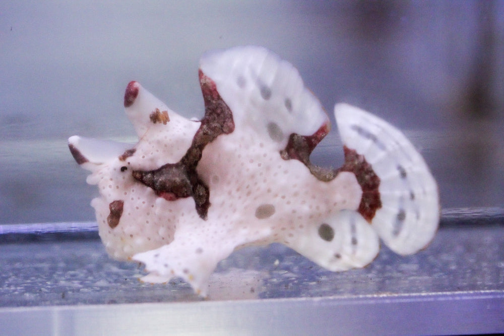 wholesale_coral - saltwater_fish saltwater_coral - rare corals - coralsdepot - Corals_Depot - live_corals - eye - catching - coral quality_marine_fish - quality - marine discoun