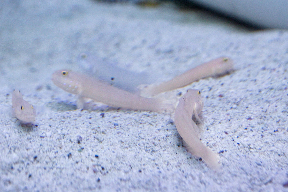 wholesale_coral - saltwater_fish saltwater_coral - rare corals - coralsdepot - Corals_Depot - live_corals - eye - catching - coral quality_marine_fish - quality - marine discoun