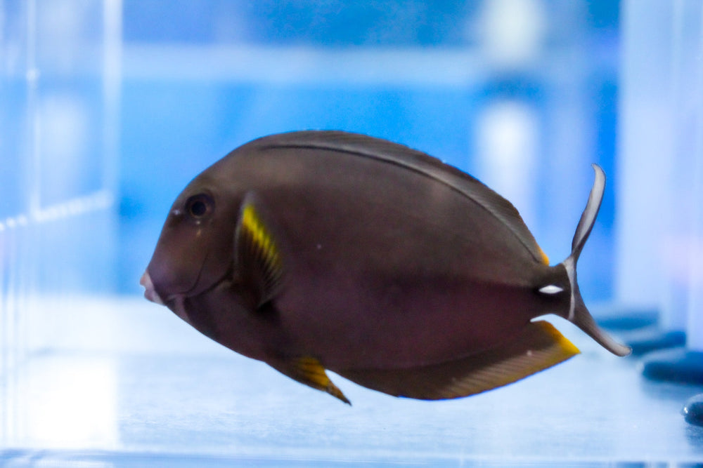 wholesale_coral - saltwater_fish saltwater_coral - rare corals - coralsdepot - Corals_Depot - live_corals - eye - catching - coral quality_marine_fish - quality - marine discoun