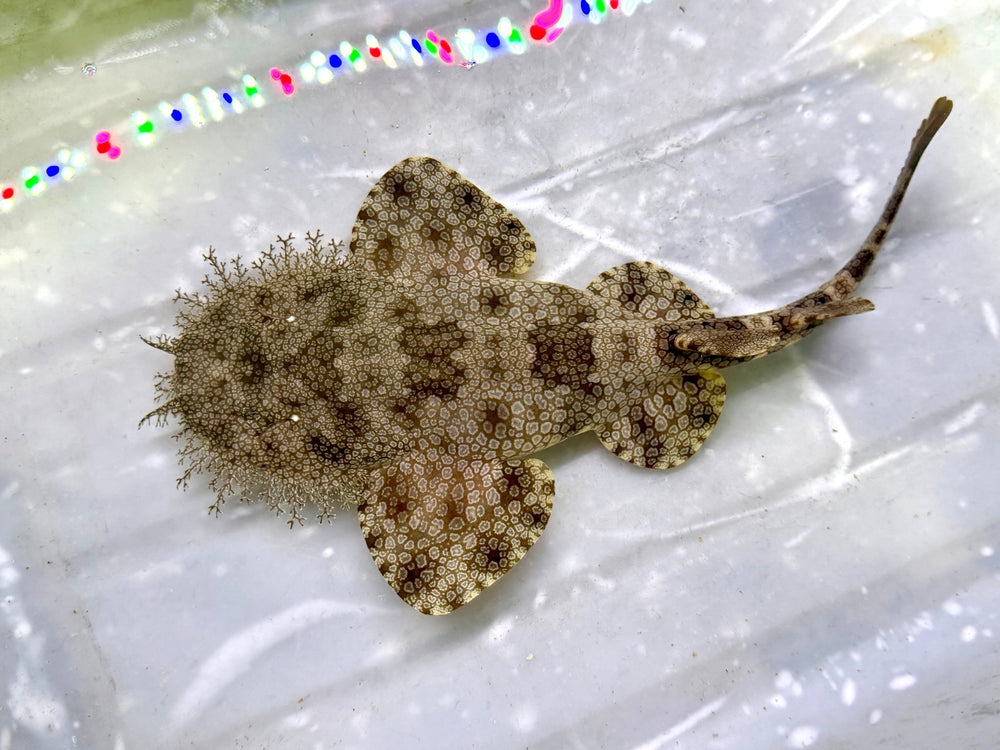 wholesale_coral - saltwater_fish saltwater_coral - rare corals - coralsdepot - Corals_Depot - live_corals - eye - catching - coral quality_marine_fish - quality - marine discoun