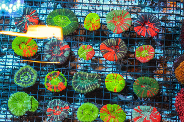 wholesale_coral - saltwater_fish saltwater_coral - rare corals - coralsdepot - Corals_Depot - live_corals - eye - catching - coral quality_marine_fish - quality - marine discoun