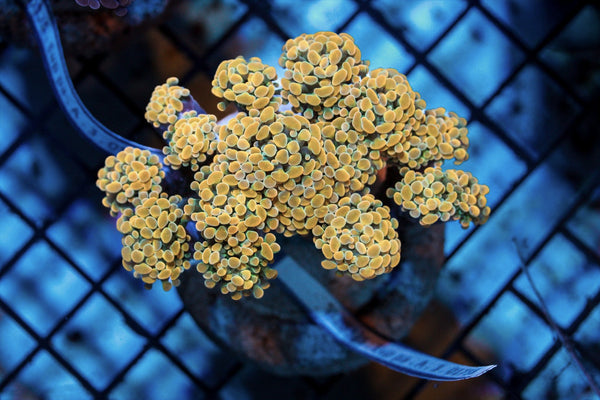 wholesale_coral - saltwater_fish saltwater_coral - rare corals - coralsdepot - Corals_Depot - live_corals - eye - catching - coral quality_marine_fish - quality - marine discoun