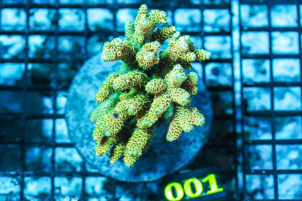 wholesale_coral - saltwater_fish saltwater_coral - rare corals - coralsdepot - Corals_Depot - live_corals - eye-catching-coral quality_marine_fish -quality-marine discoun