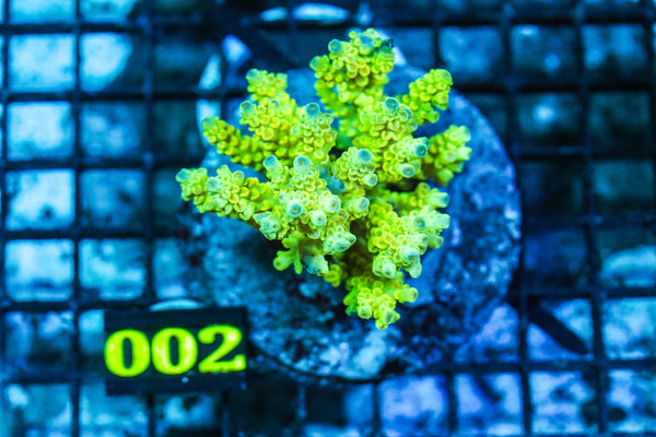 wholesale_coral - saltwater_fish saltwater_coral - rare corals - coralsdepot - Corals_Depot - live_corals - eye-catching-coral quality_marine_fish -quality-marine discoun