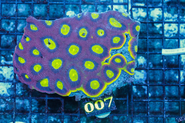 wholesale_coral - saltwater_fish saltwater_coral - rare corals - coralsdepot - Corals_Depot - live_corals - eye-catching-coral quality_marine_fish -quality-marine discoun