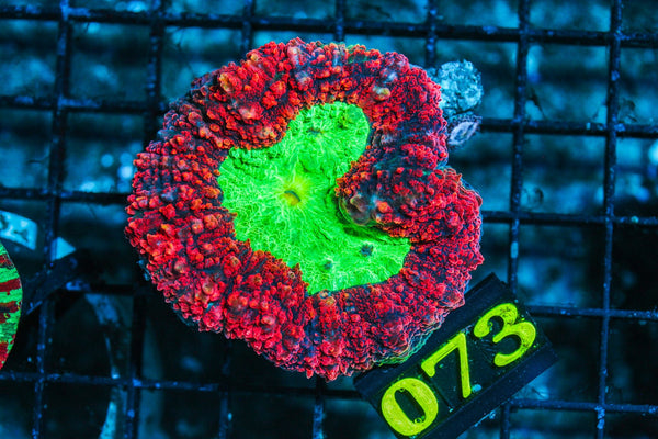 wholesale_coral - saltwater_fish saltwater_coral - rare corals - coralsdepot - Corals_Depot - live_corals - eye-catching-coral quality_marine_fish -quality-marine discoun