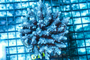wholesale_coral - saltwater_fish saltwater_coral - rare corals - coralsdepot - Corals_Depot - live_corals - eye-catching-coral quality_marine_fish -quality-marine discoun