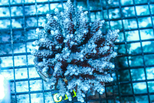 wholesale_coral - saltwater_fish saltwater_coral - rare corals - coralsdepot - Corals_Depot - live_corals - eye-catching-coral quality_marine_fish -quality-marine discoun
