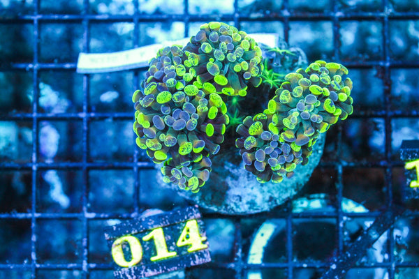 wholesale_coral - saltwater_fish saltwater_coral - rare corals - coralsdepot - Corals_Depot - live_corals - eye-catching-coral quality_marine_fish -quality-marine discoun