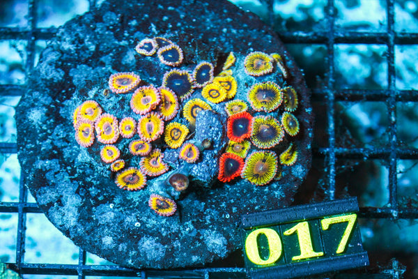 wholesale_coral - saltwater_fish saltwater_coral - rare corals - coralsdepot - Corals_Depot - live_corals - eye-catching-coral quality_marine_fish -quality-marine discoun