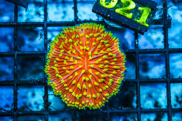 wholesale_coral - saltwater_fish saltwater_coral - rare corals - coralsdepot - Corals_Depot - live_corals - eye-catching-coral quality_marine_fish -quality-marine discoun