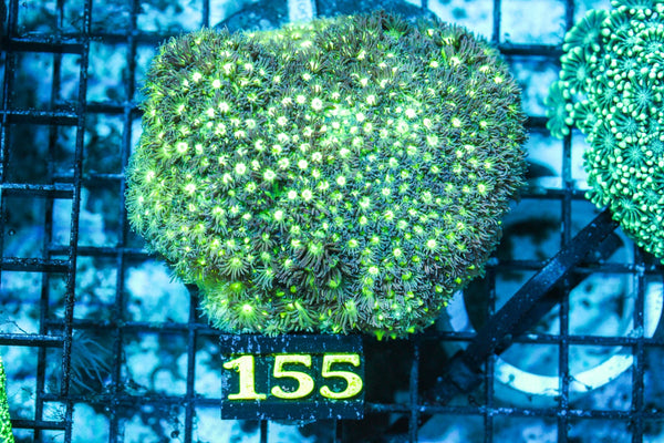 wholesale_coral - saltwater_fish saltwater_coral - rare corals - coralsdepot - Corals_Depot - live_corals - eye-catching-coral quality_marine_fish -quality-marine discoun