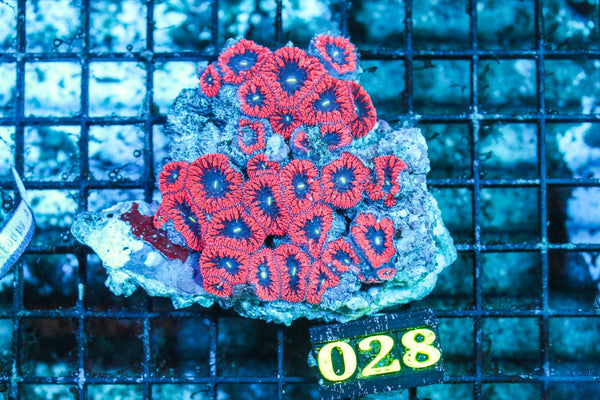 wholesale_coral - saltwater_fish saltwater_coral - rare corals - coralsdepot - Corals_Depot - live_corals - eye-catching-coral quality_marine_fish -quality-marine discoun