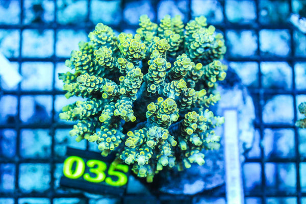 wholesale_coral - saltwater_fish saltwater_coral - rare corals - coralsdepot - Corals_Depot - live_corals - eye-catching-coral quality_marine_fish -quality-marine discoun