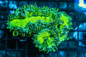 wholesale_coral - saltwater_fish saltwater_coral - rare corals - coralsdepot - Corals_Depot - live_corals - eye-catching-coral quality_marine_fish -quality-marine discoun