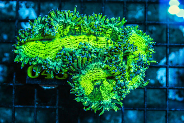 wholesale_coral - saltwater_fish saltwater_coral - rare corals - coralsdepot - Corals_Depot - live_corals - eye-catching-coral quality_marine_fish -quality-marine discoun
