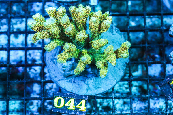 wholesale_coral - saltwater_fish saltwater_coral - rare corals - coralsdepot - Corals_Depot - live_corals - eye-catching-coral quality_marine_fish -quality-marine discoun