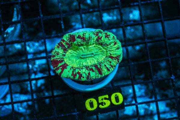 wholesale_coral - saltwater_fish saltwater_coral - rare corals - coralsdepot - Corals_Depot - live_corals - eye-catching-coral quality_marine_fish -quality-marine discoun