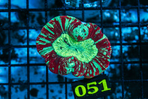 wholesale_coral - saltwater_fish saltwater_coral - rare corals - coralsdepot - Corals_Depot - live_corals - eye-catching-coral quality_marine_fish -quality-marine discoun