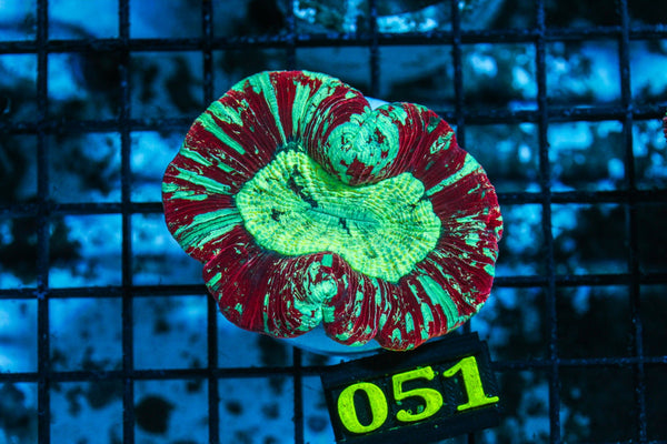 wholesale_coral - saltwater_fish saltwater_coral - rare corals - coralsdepot - Corals_Depot - live_corals - eye-catching-coral quality_marine_fish -quality-marine discoun