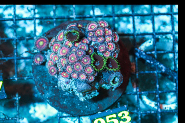 wholesale_coral - saltwater_fish saltwater_coral - rare corals - coralsdepot - Corals_Depot - live_corals - eye-catching-coral quality_marine_fish -quality-marine discoun