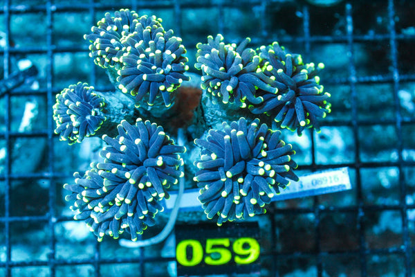 wholesale_coral - saltwater_fish saltwater_coral - rare corals - coralsdepot - Corals_Depot - live_corals - eye-catching-coral quality_marine_fish -quality-marine discoun