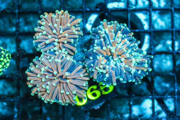 wholesale_coral - saltwater_fish saltwater_coral - rare corals - coralsdepot - Corals_Depot - live_corals - eye-catching-coral quality_marine_fish -quality-marine discoun