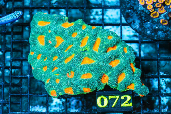 wholesale_coral - saltwater_fish saltwater_coral - rare corals - coralsdepot - Corals_Depot - live_corals - eye-catching-coral quality_marine_fish -quality-marine discoun
