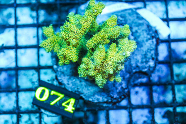 wholesale_coral - saltwater_fish saltwater_coral - rare corals - coralsdepot - Corals_Depot - live_corals - eye-catching-coral quality_marine_fish -quality-marine discoun