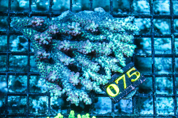 wholesale_coral - saltwater_fish saltwater_coral - rare corals - coralsdepot - Corals_Depot - live_corals - eye-catching-coral quality_marine_fish -quality-marine discoun