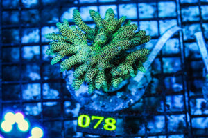 wholesale_coral - saltwater_fish saltwater_coral - rare corals - coralsdepot - Corals_Depot - live_corals - eye-catching-coral quality_marine_fish -quality-marine discoun
