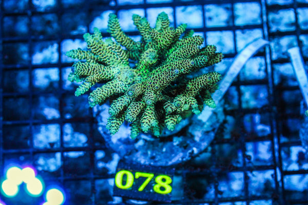 wholesale_coral - saltwater_fish saltwater_coral - rare corals - coralsdepot - Corals_Depot - live_corals - eye-catching-coral quality_marine_fish -quality-marine discoun