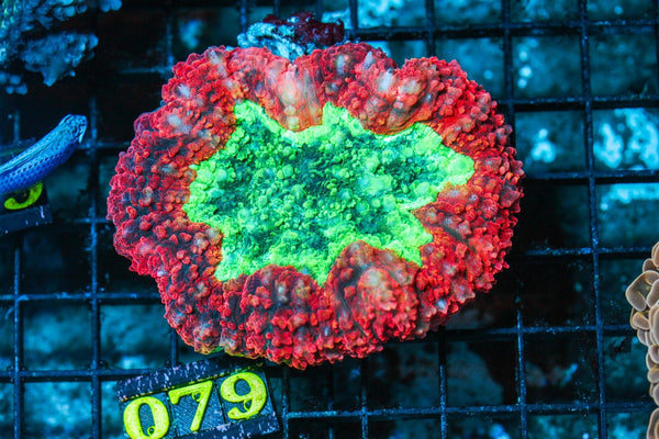 wholesale_coral - saltwater_fish saltwater_coral - rare corals - coralsdepot - Corals_Depot - live_corals - eye-catching-coral quality_marine_fish -quality-marine discoun